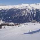 P. tarantschun foto 29 