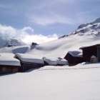 P. tarantschun foto 32 