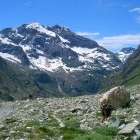 Dent d