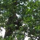 Tesserete parco giochi foto 42 